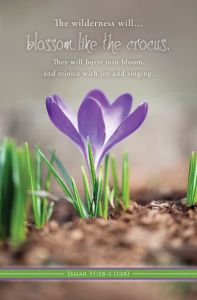 Spring - The Wilderness Will Blossom, Isaiah 35:1b-2 (CEB) - Pkg 100 - Standard Bulletin