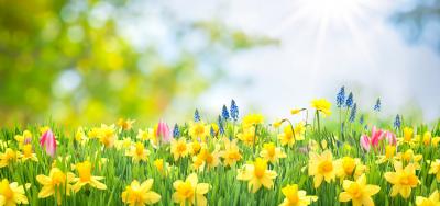 Spring is a Season of Celebration